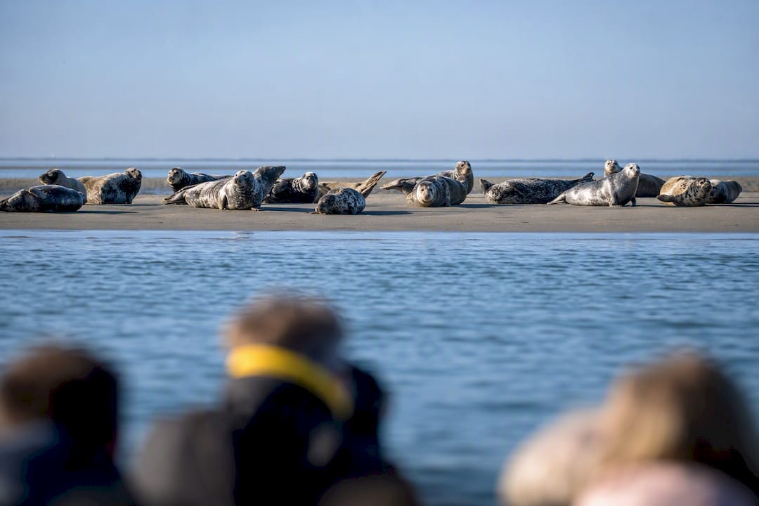 Zeehonden op een zandbank gezien vanaf de excursieboot